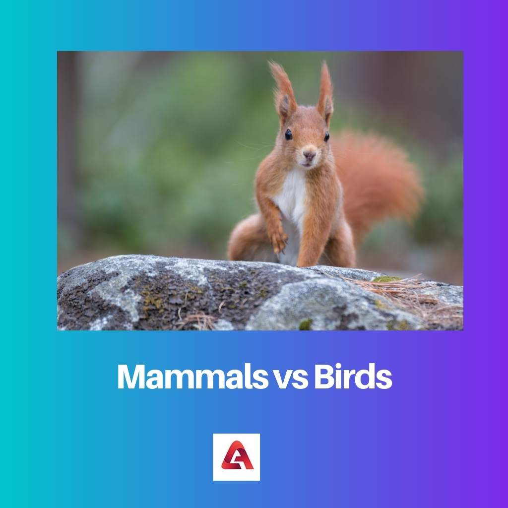 Mammals vs Birds
