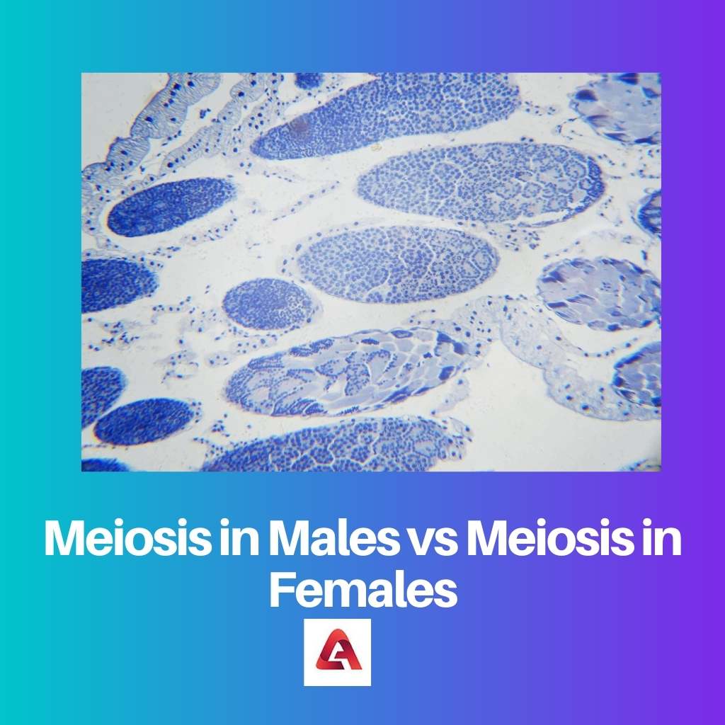Meiosis in Males vs Meiosis in Females