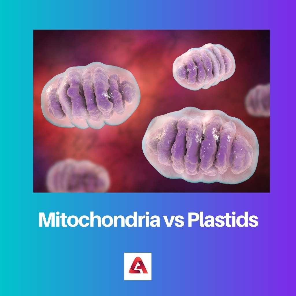 Mitochondria vs Plastids