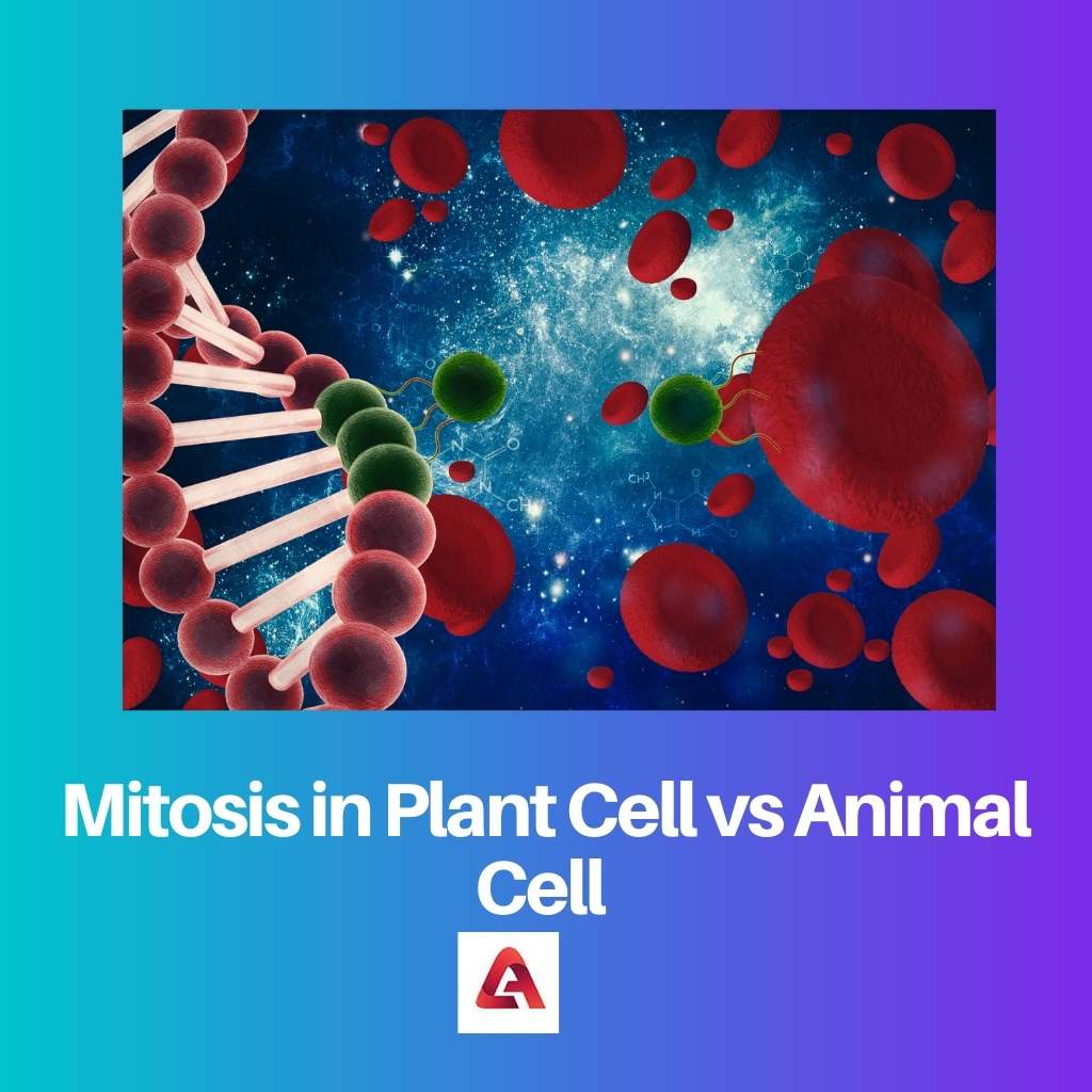 Mitosis in Plant Cell vs Animal Cell