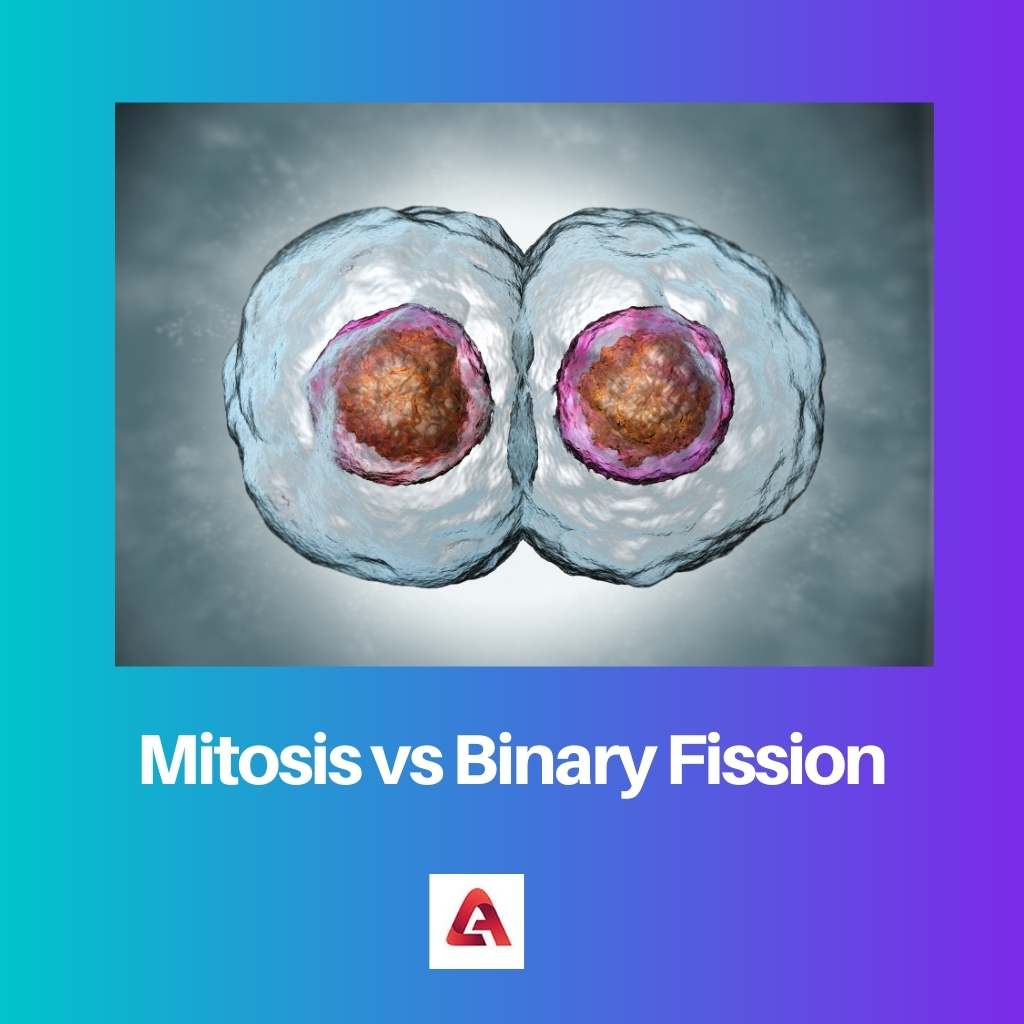 Mitosis vs Binary Fission