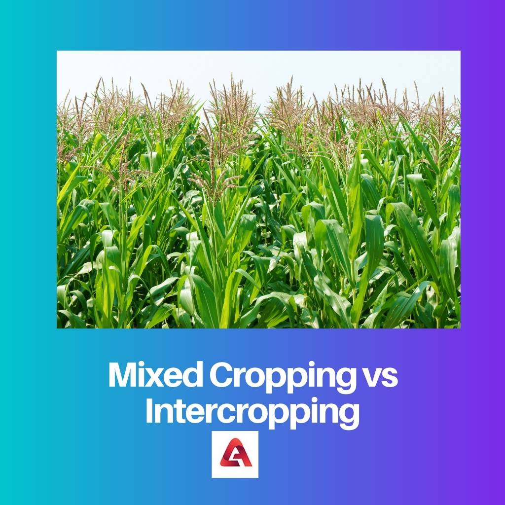 Mixed Cropping vs Intercropping