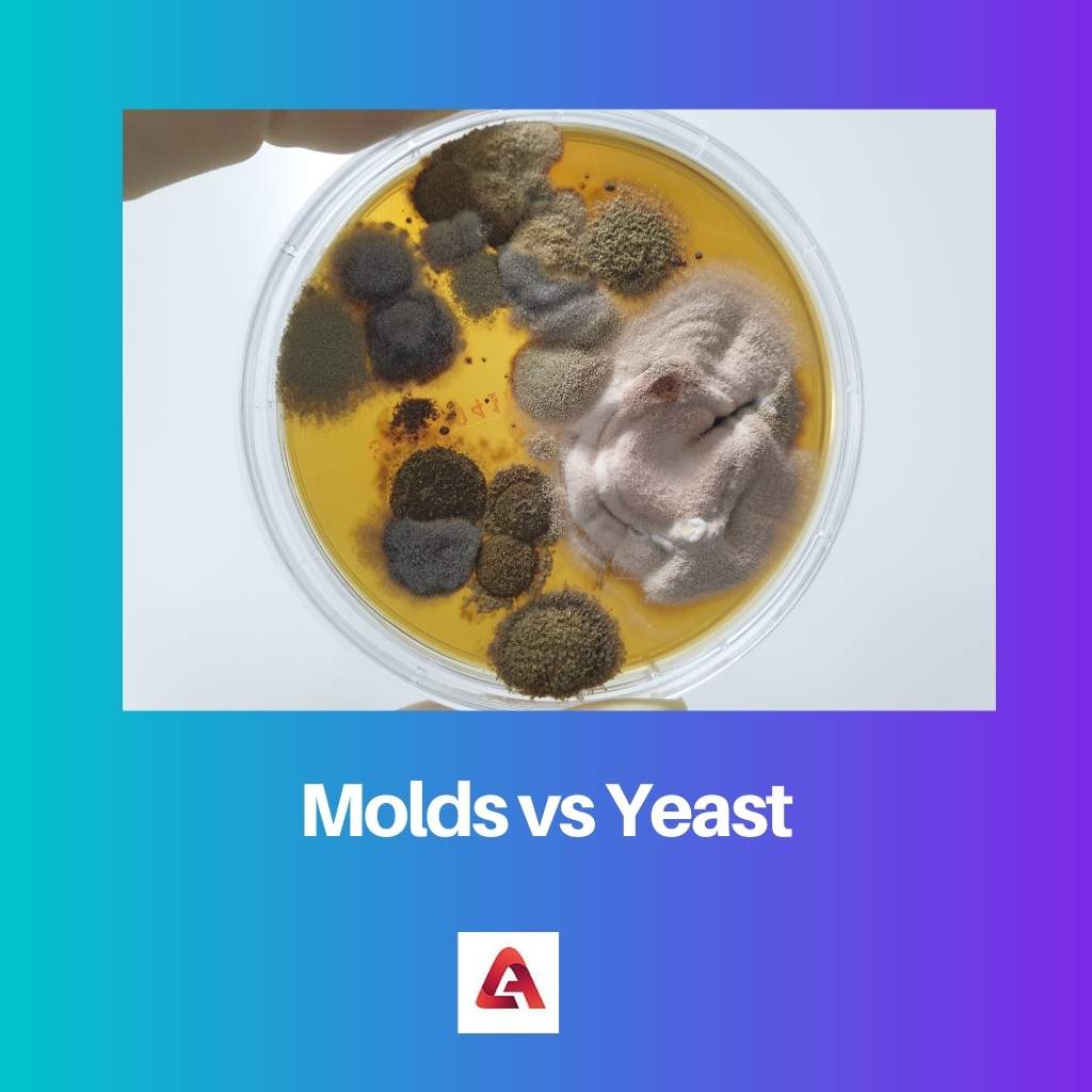 Molds vs Yeast
