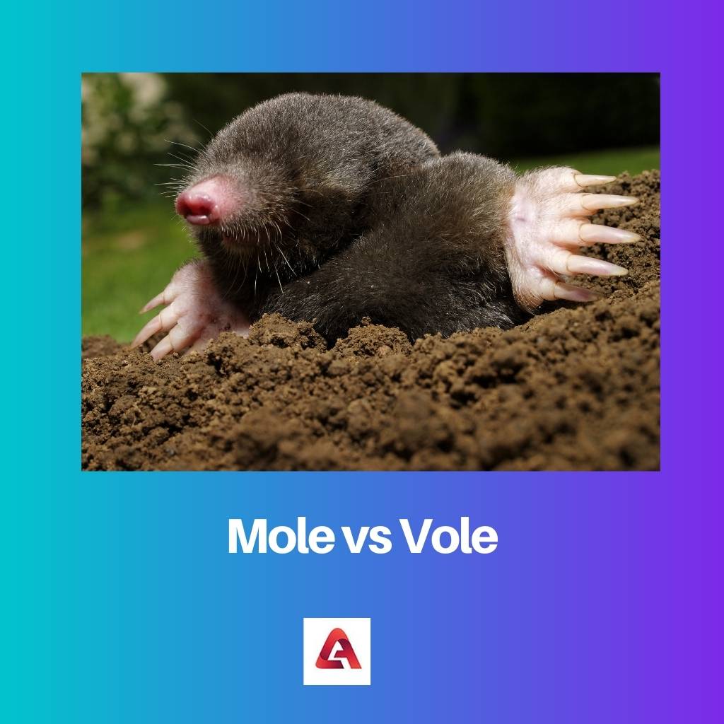 Mole vs Vole