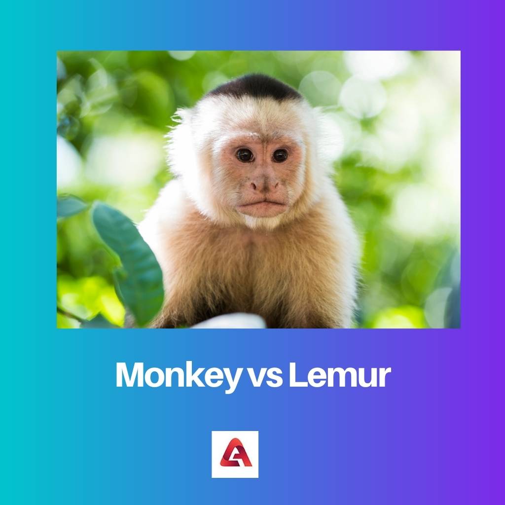 Monkey vs Lemur
