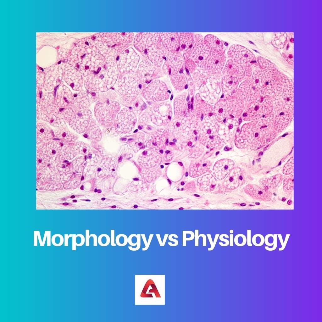 Morphology vs Physiology