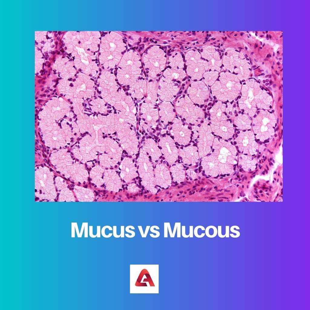 Mucus vs Mucous