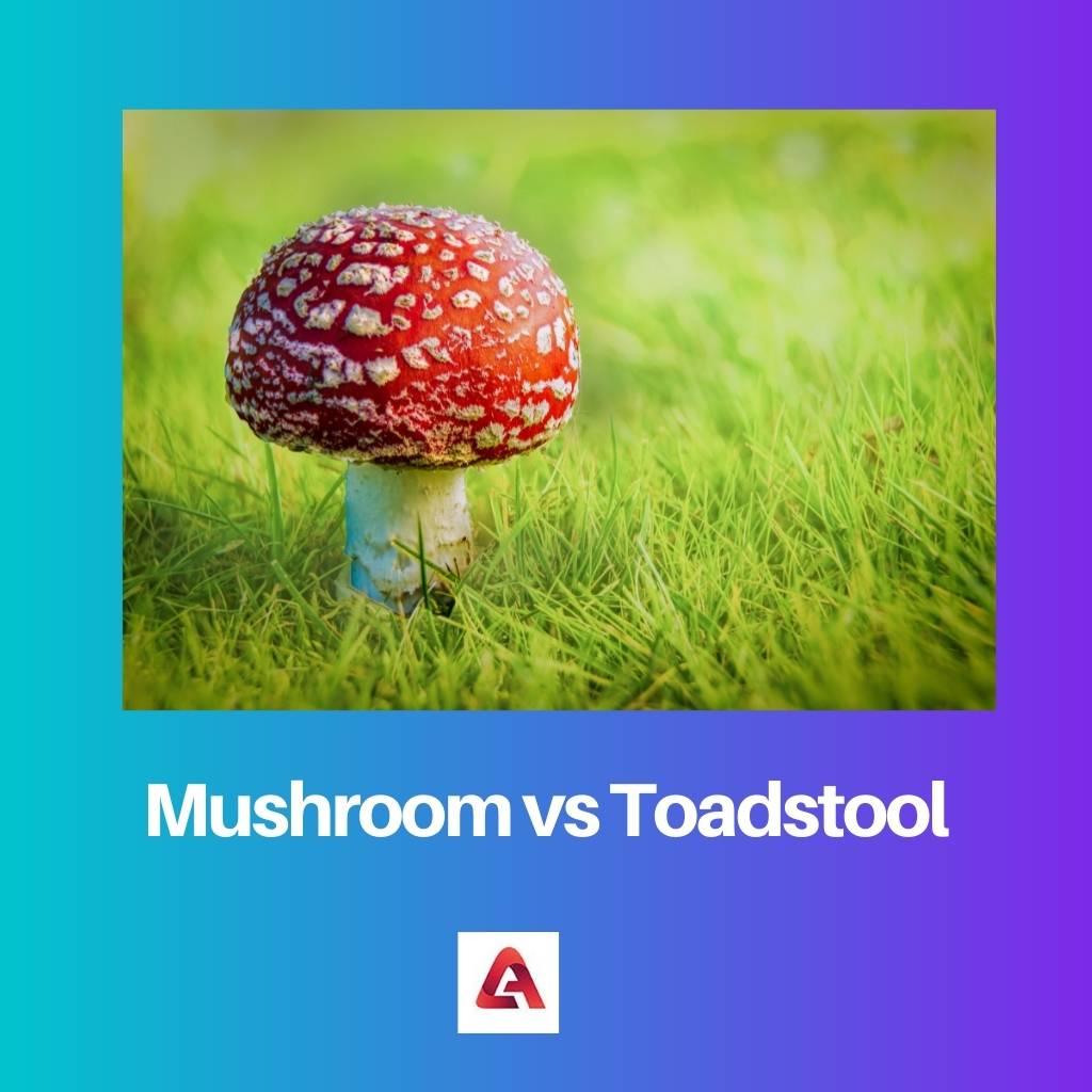 Mushroom vs Toadstool