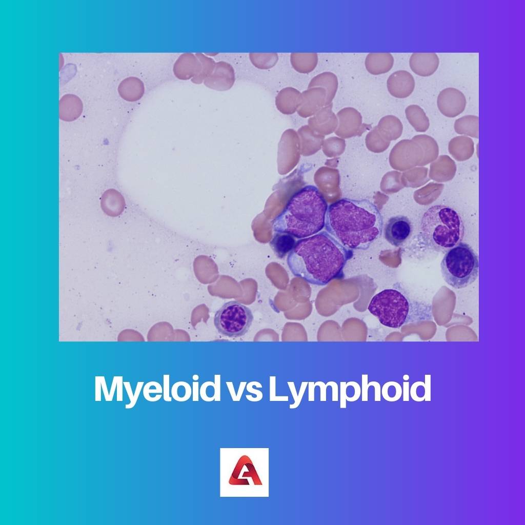 Myeloid vs Lymphoid