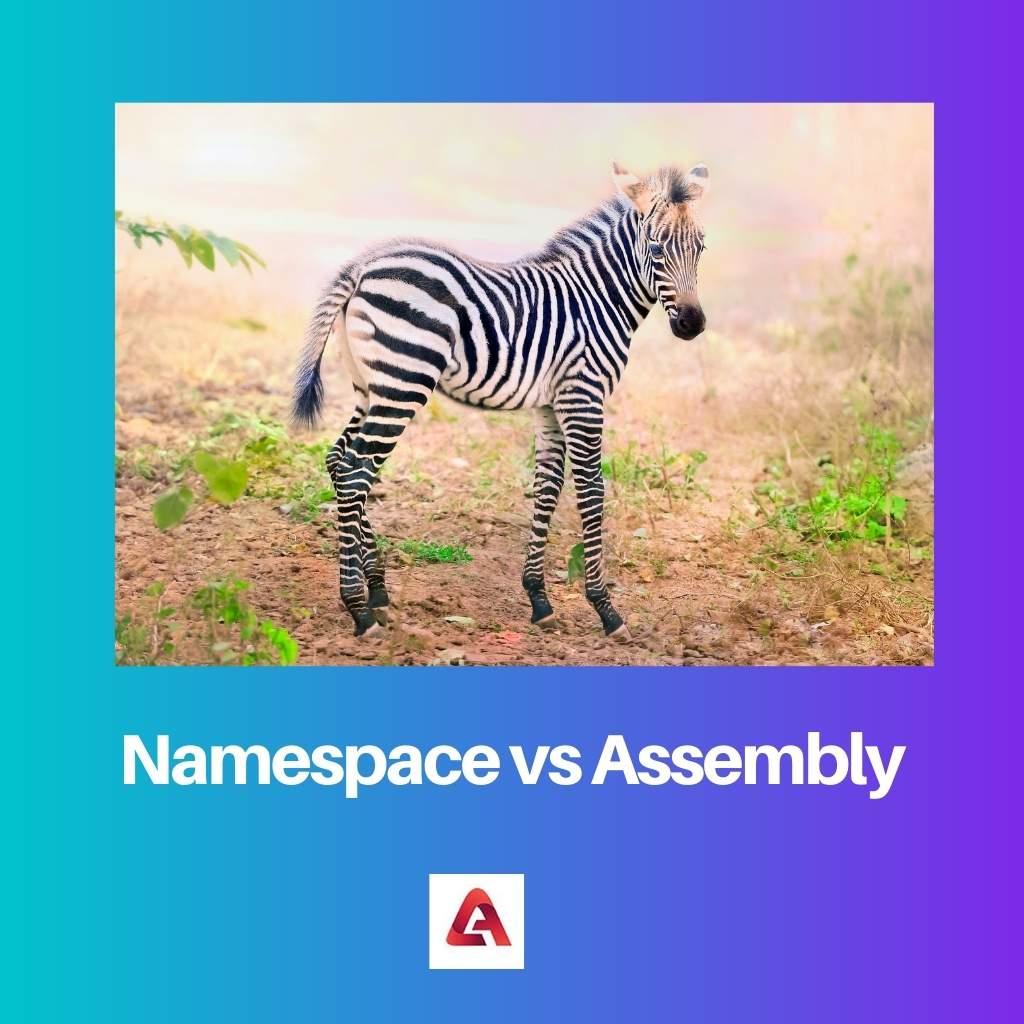 Namespace vs Assembly