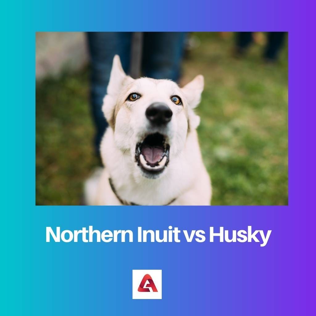Northern Inuit vs Husky 1