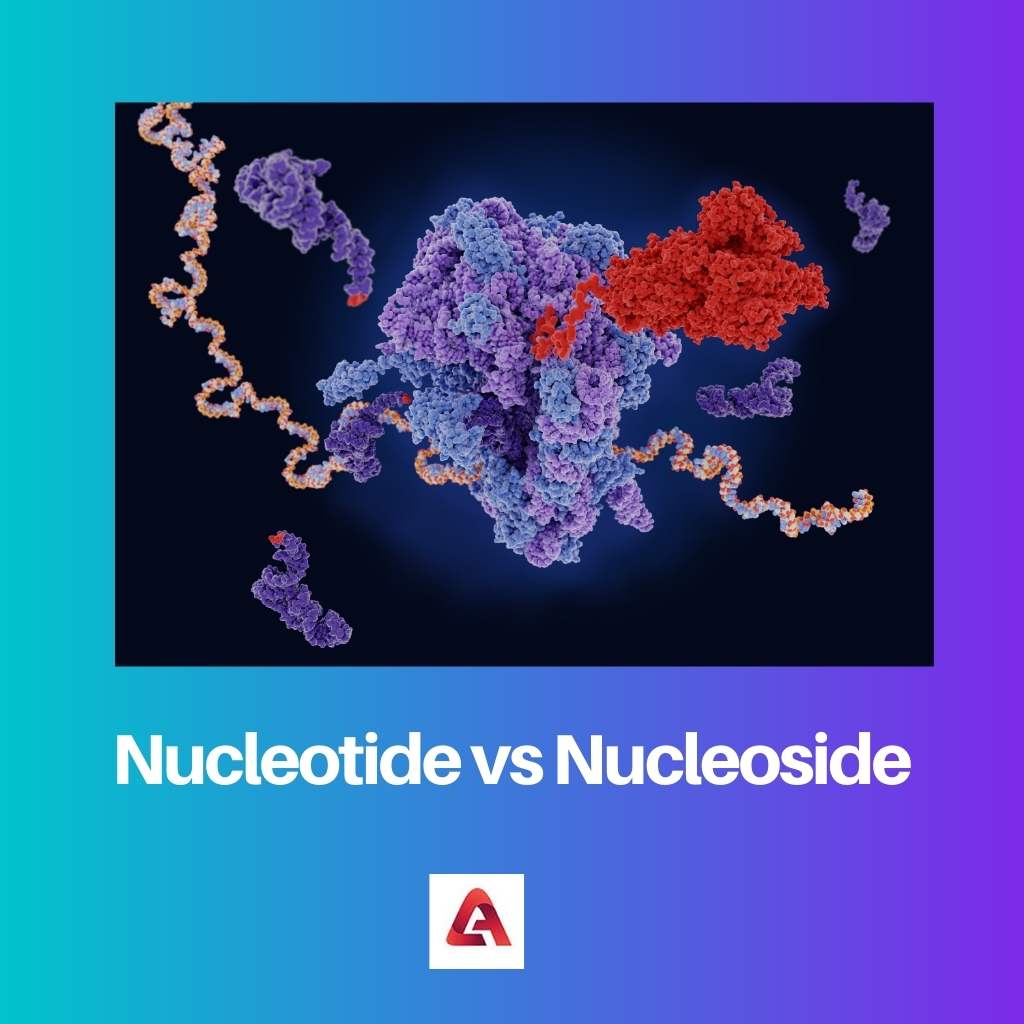 Nucleotide vs Nucleoside