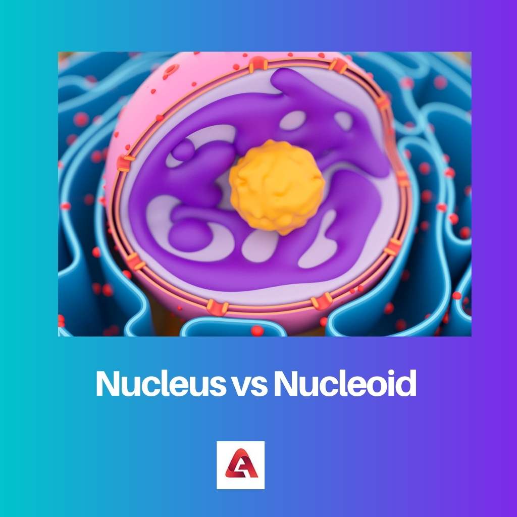 Nucleus vs Nucleoid