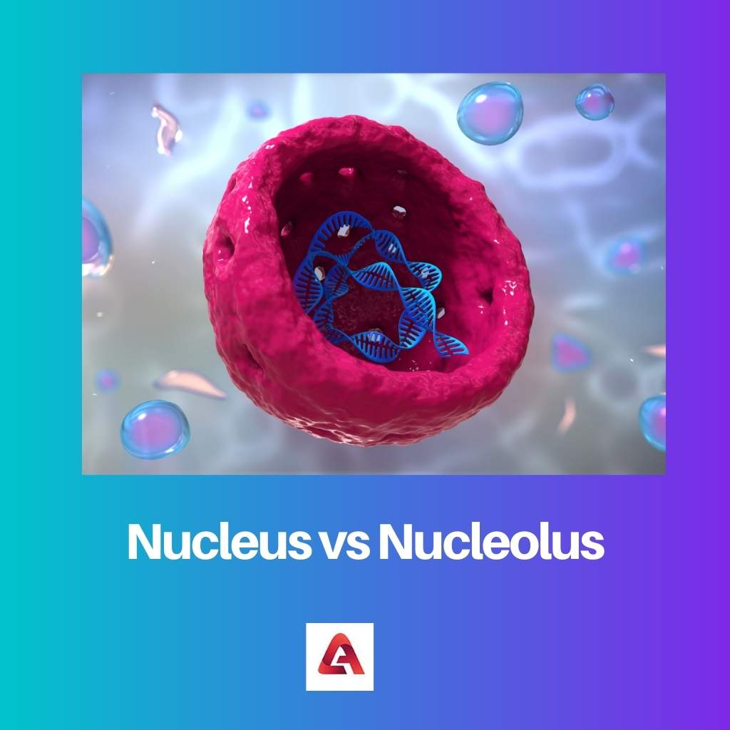 Nucleus vs Nucleolus