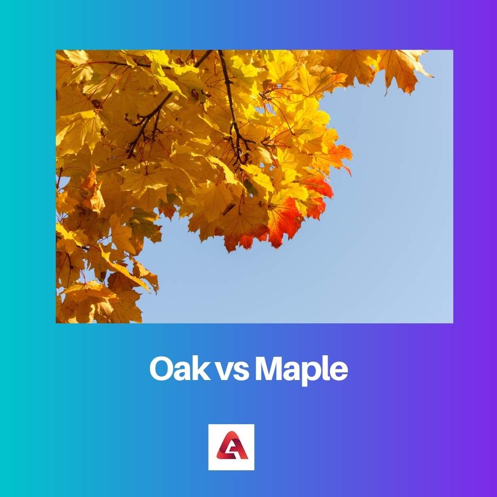 Oak vs Maple
