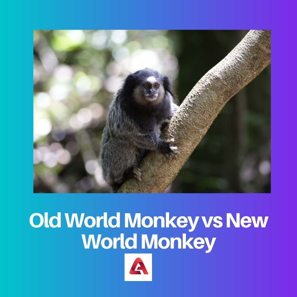 Old World Monkey vs New World Monkey