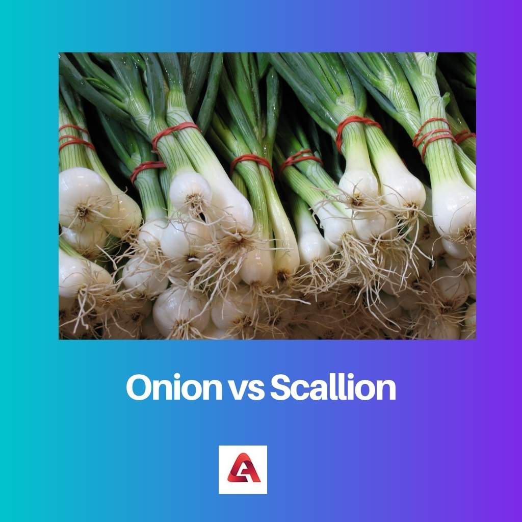 Onion vs Scallion