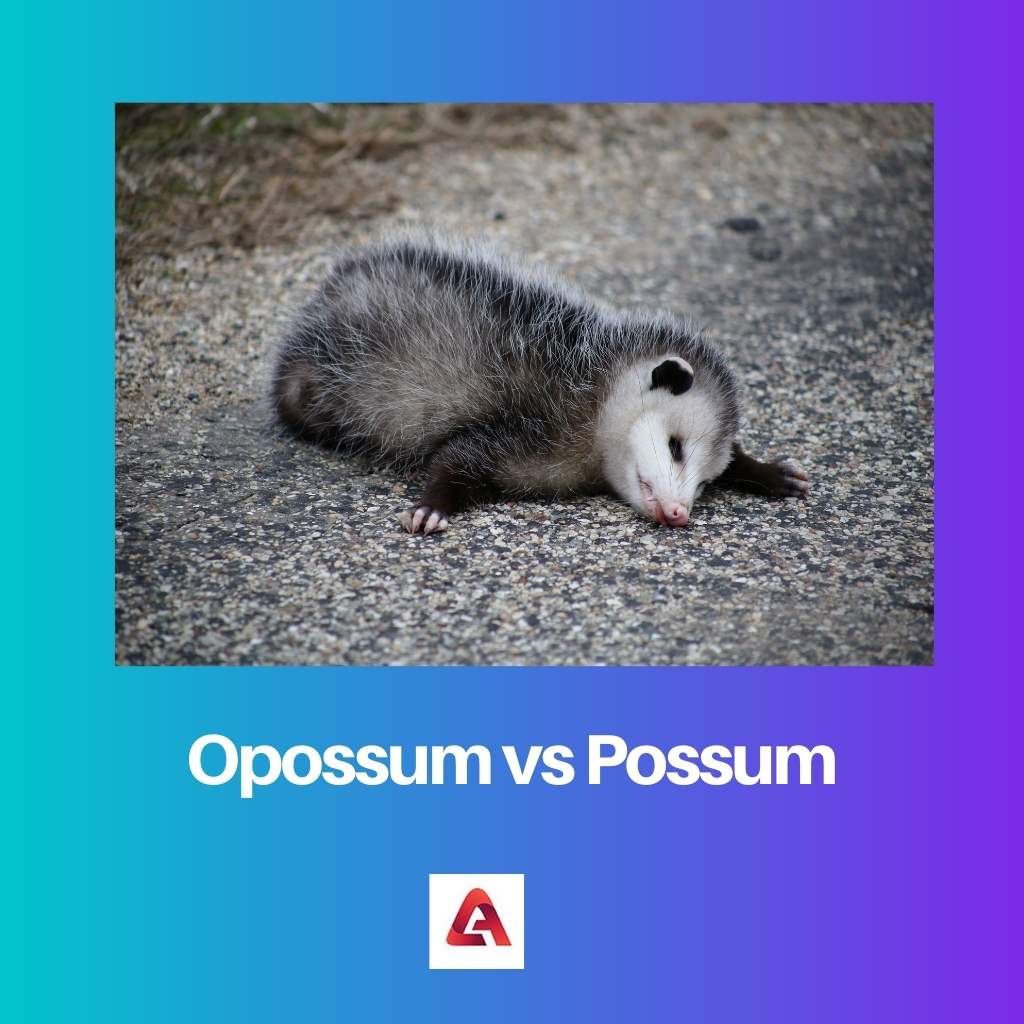 Opossum vs Possum
