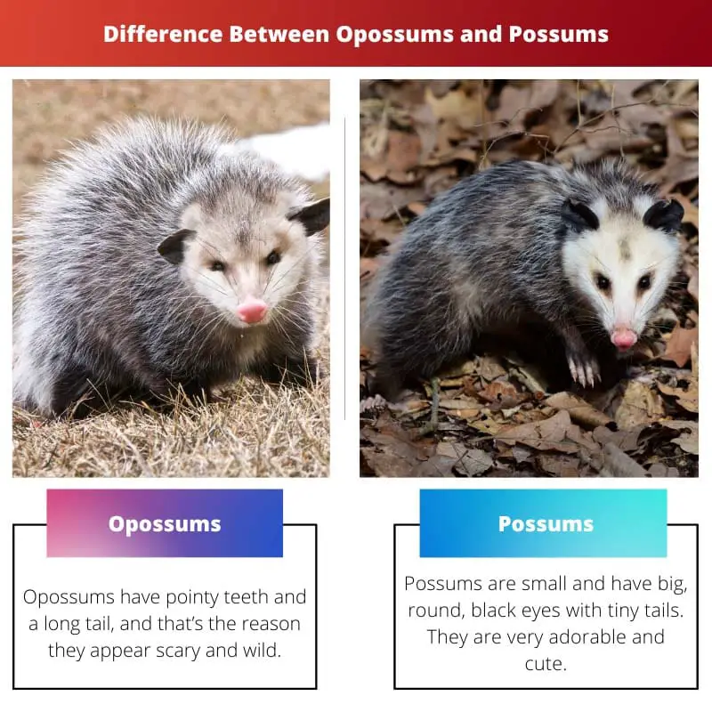 Opossums vs Possums – Difference Between Opossums and Possums