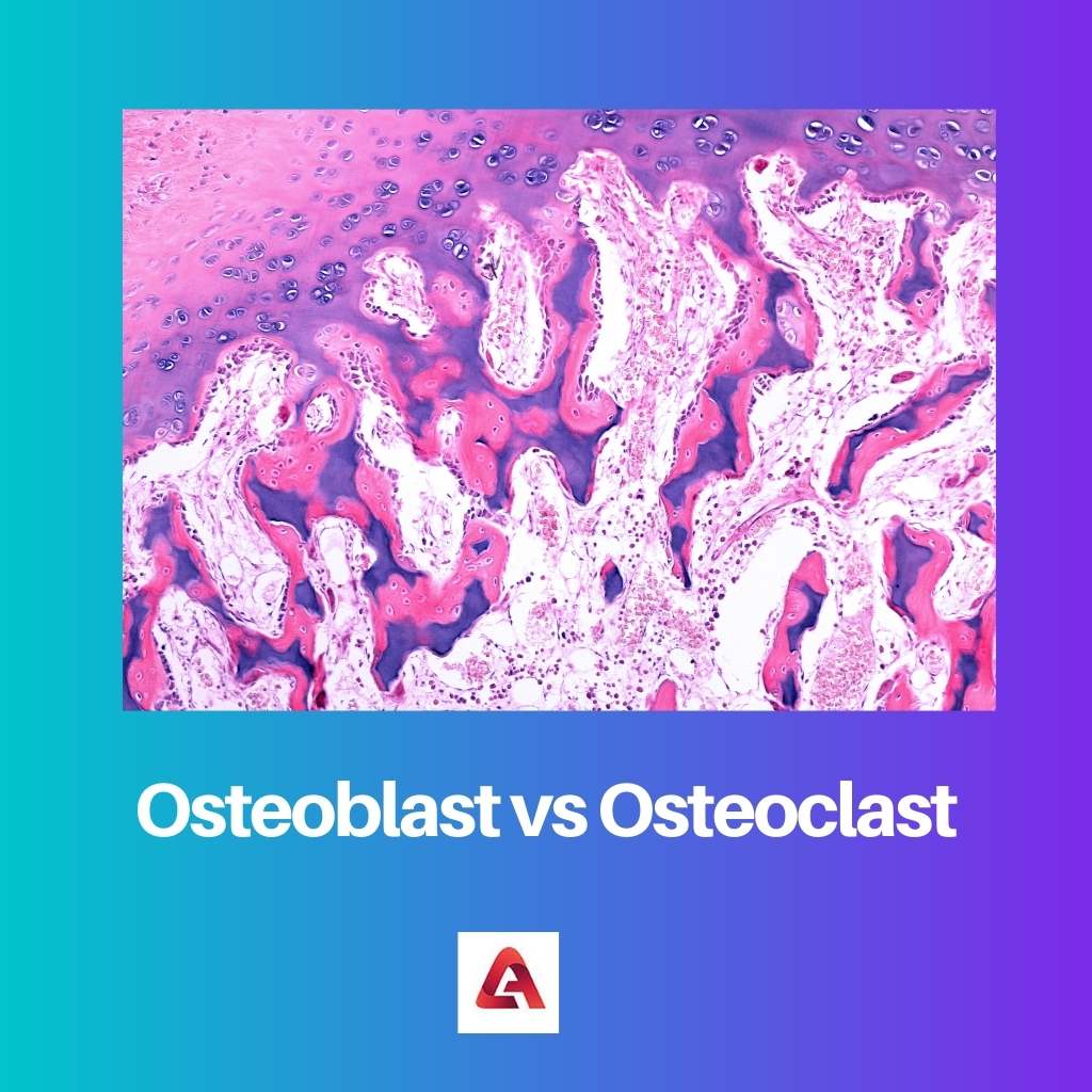 Osteoblast vs Osteoclast