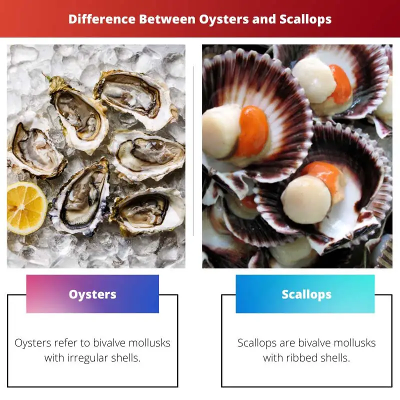 Oysters vs Scallops – Difference Between Oysters and Scallops