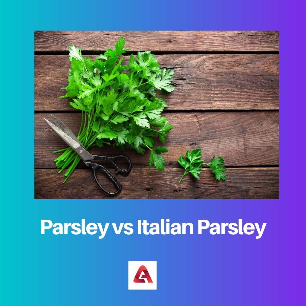 Parsley vs Italian Parsley