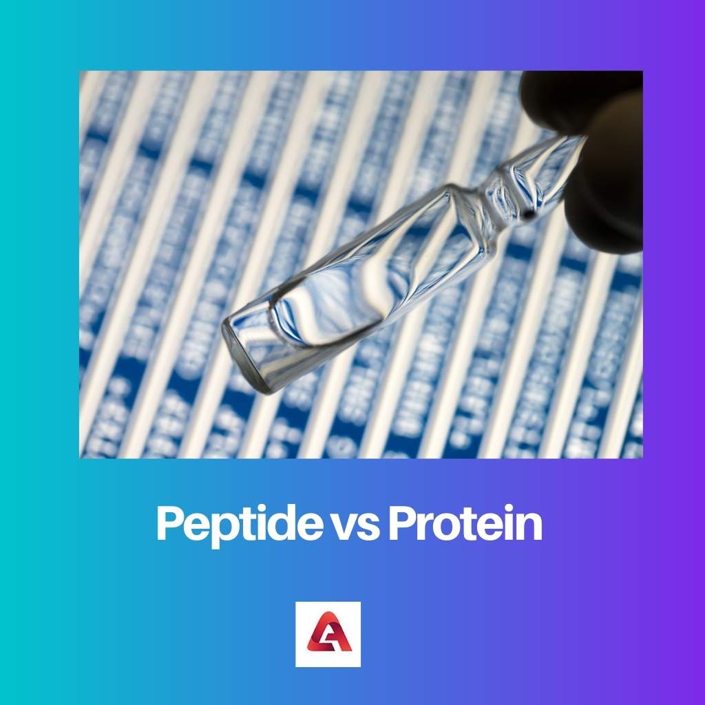Peptide vs Protein