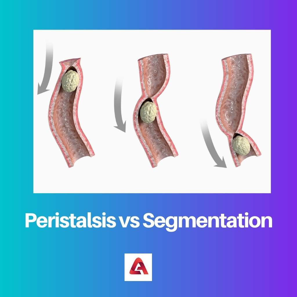 Peristalsis vs Segmentation