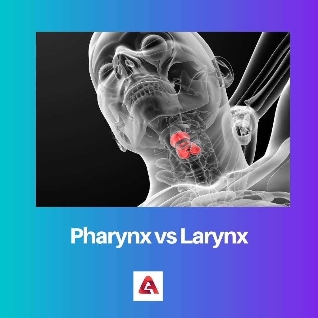 Pharynx vs