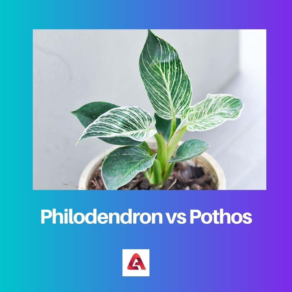 Philodendron vs Pothos