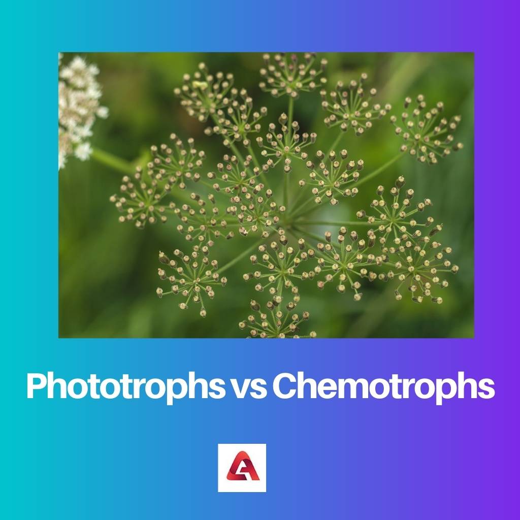 Phototrophs vs Chemotrophs