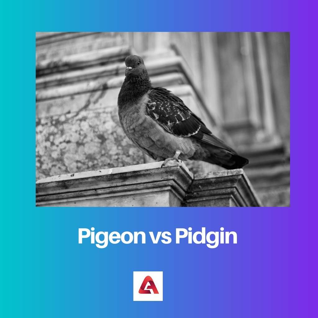 Pigeon vs Pidgin