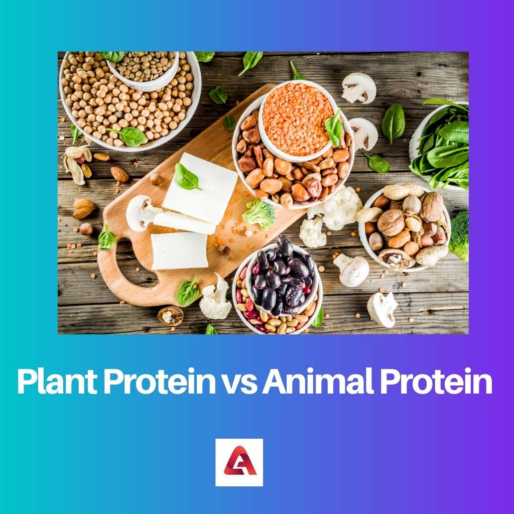 Plant Protein vs Animal Protein