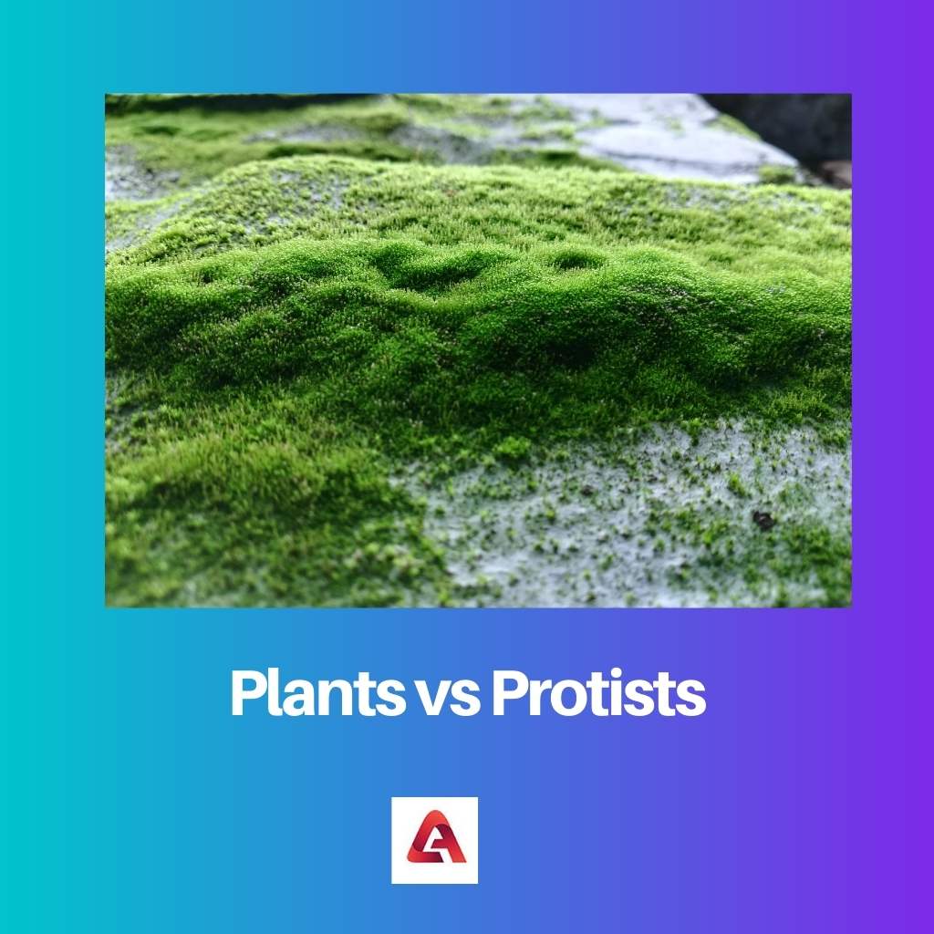 Plants vs Protists