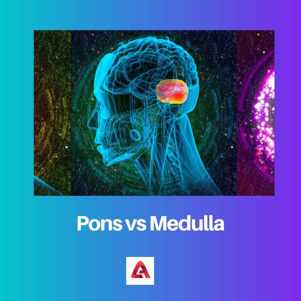 Pons vs Medulla
