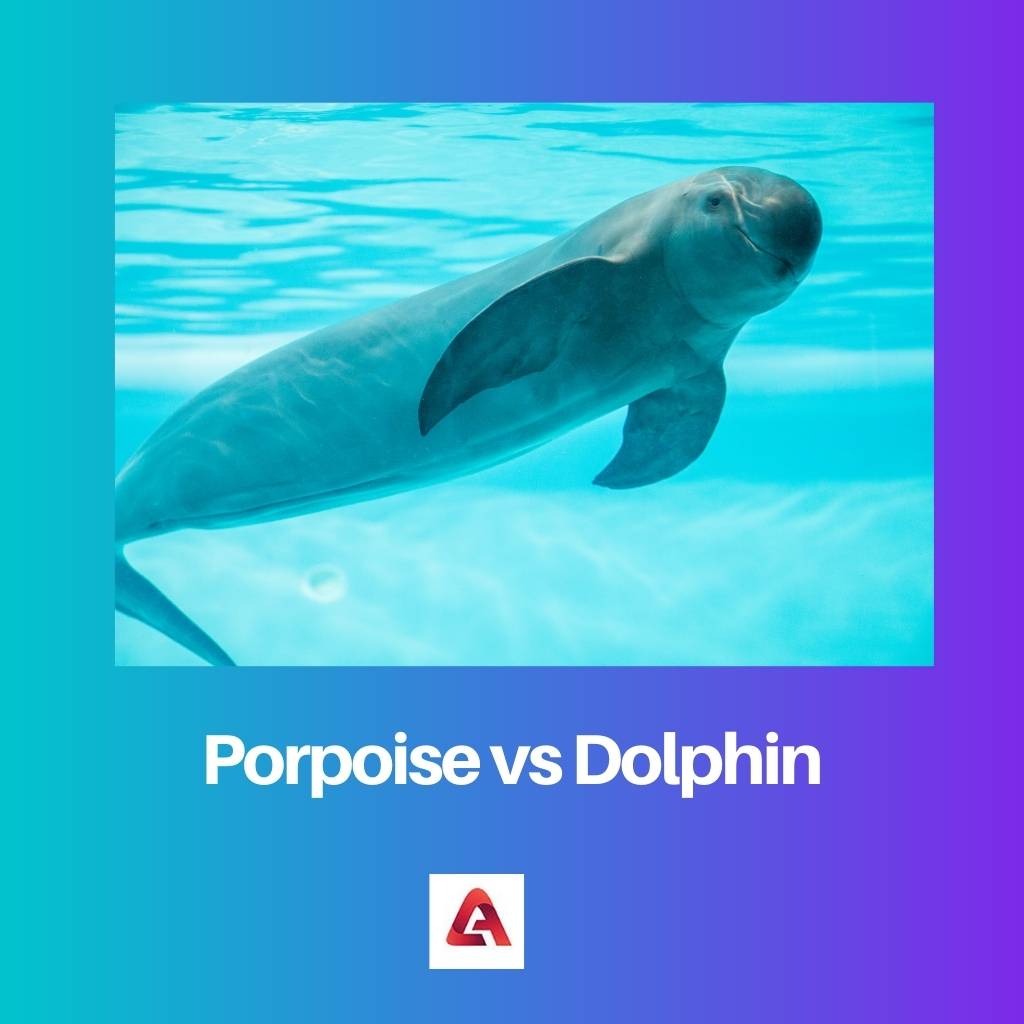 Porpoise vs Dolphin