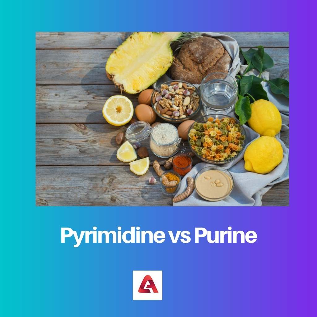 Pyrimidine vs Purine