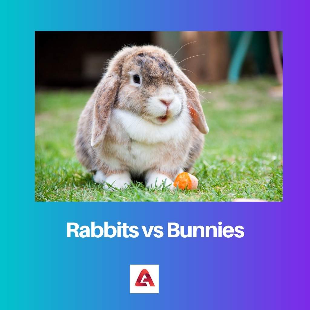 Rabbits vs Bunnies