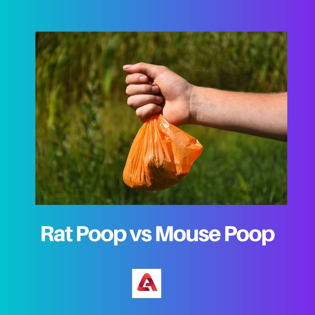 Rat Poop vs Mouse Poop