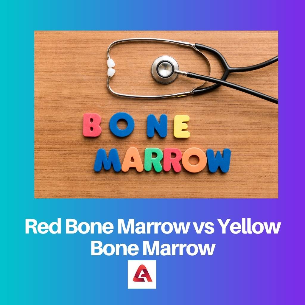 Red Bone Marrow vs Yellow Bone Marrow