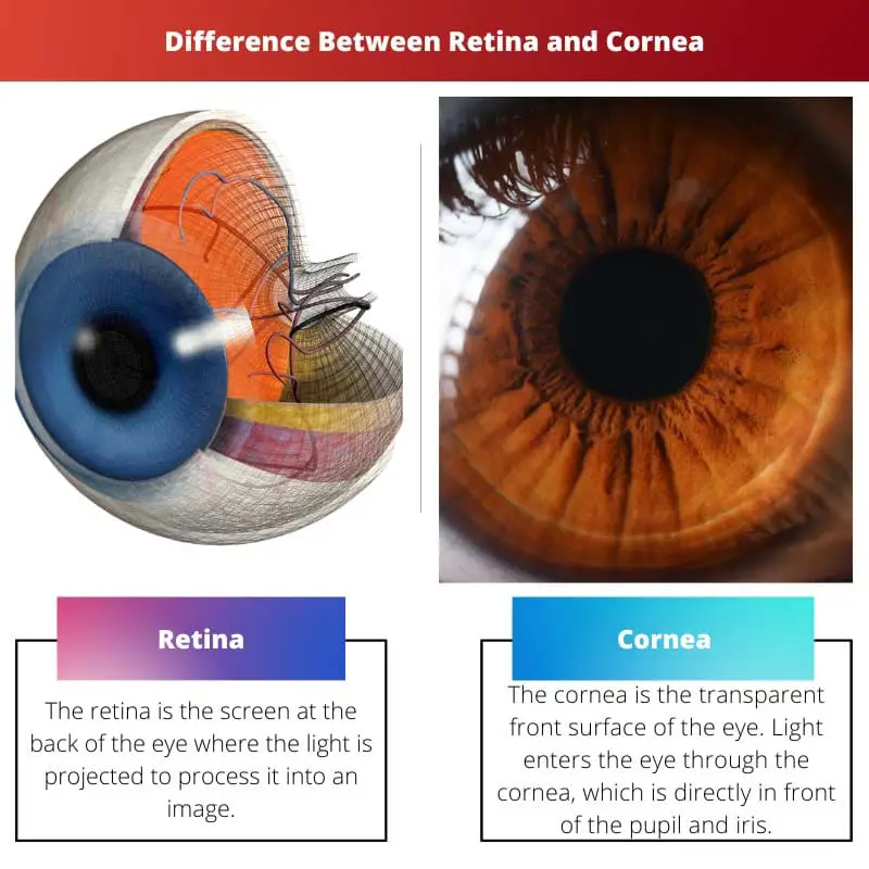 Retina vs Cornea – Difference Between Retina and Cornea