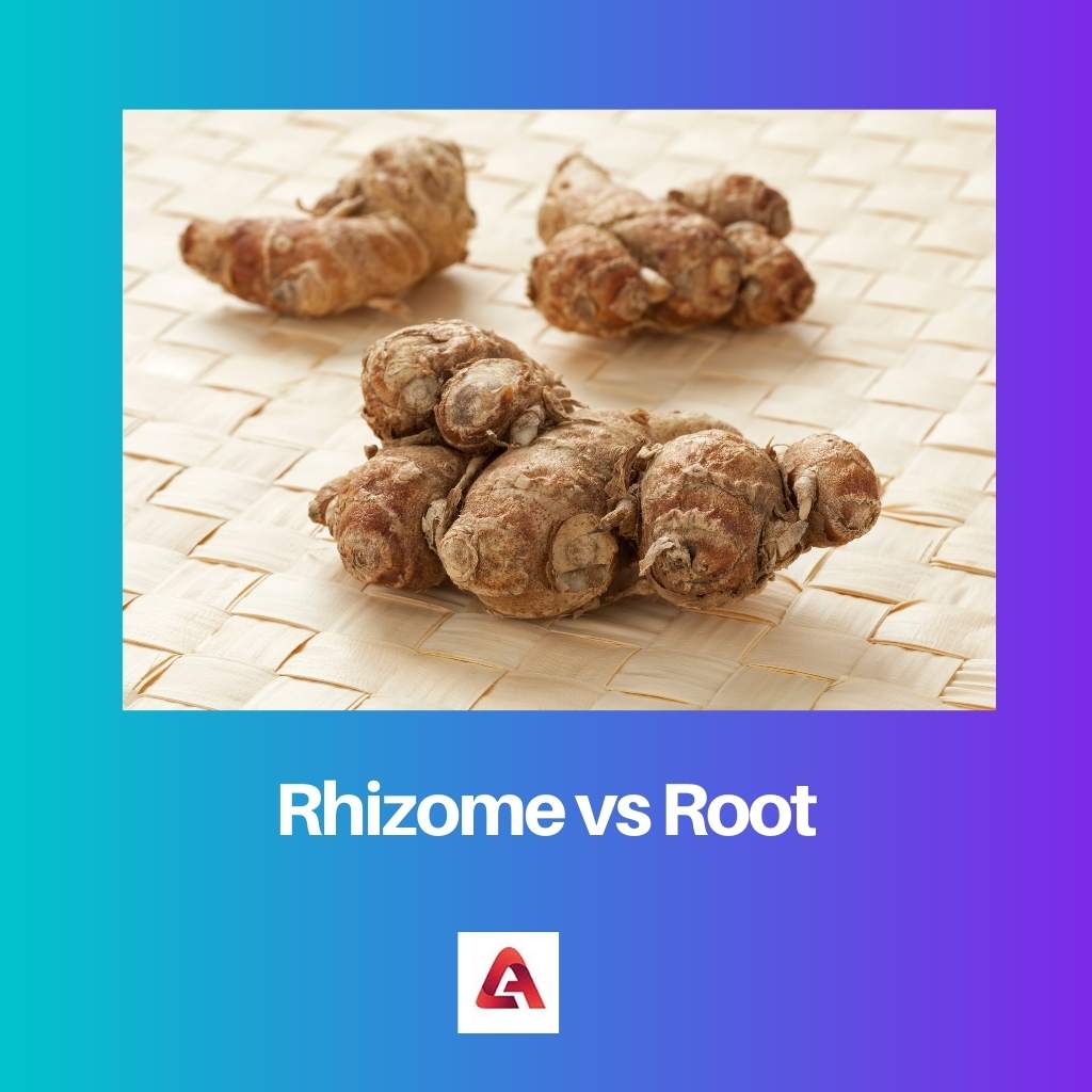 Rhizome vs Root