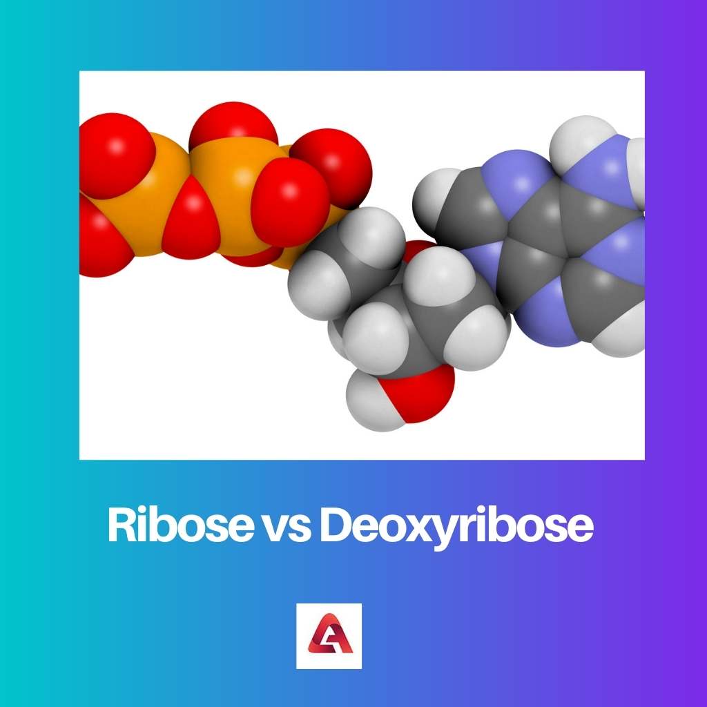 Ribose vs Deoxyribose