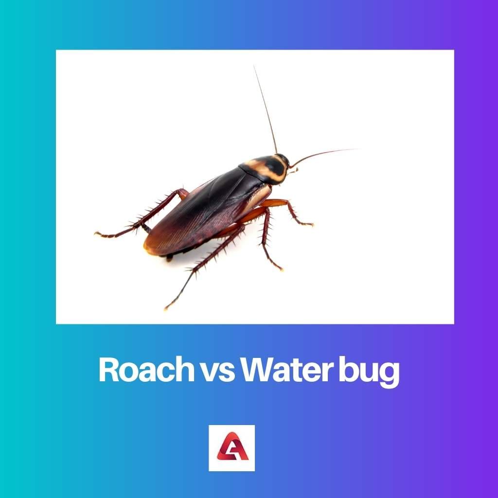 Roach vs Water bug
