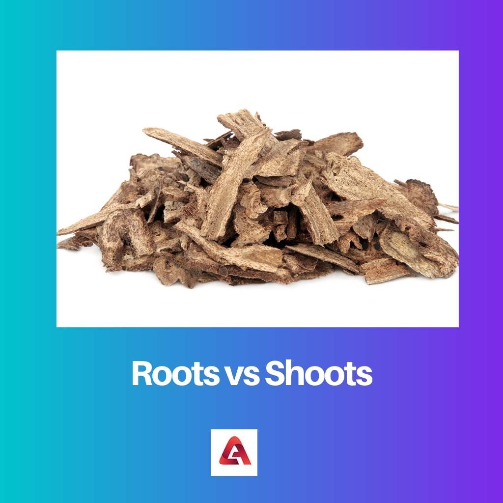 Roots vs Shoots