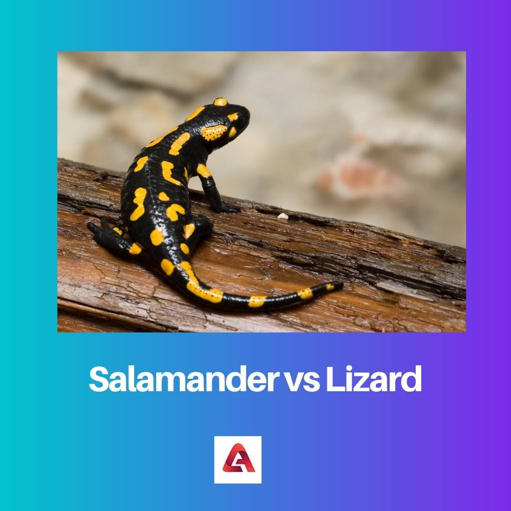 Salamander vs Lizard