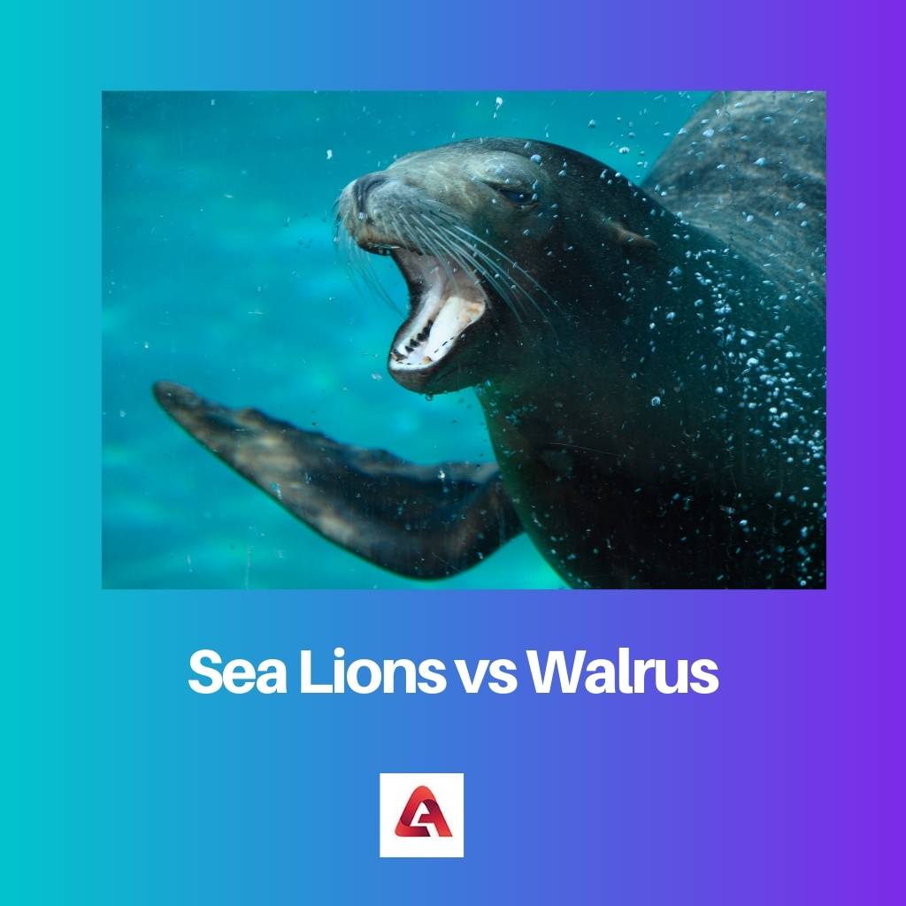 Sea Lions vs Walrus