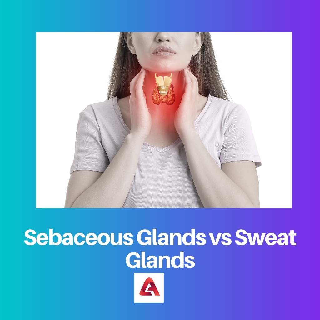 Sebaceous Glands vs Sweat Glands