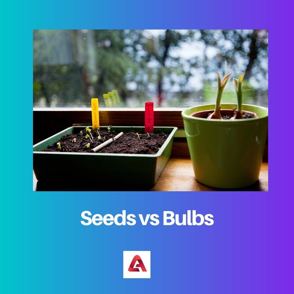 Seeds vs Bulbs