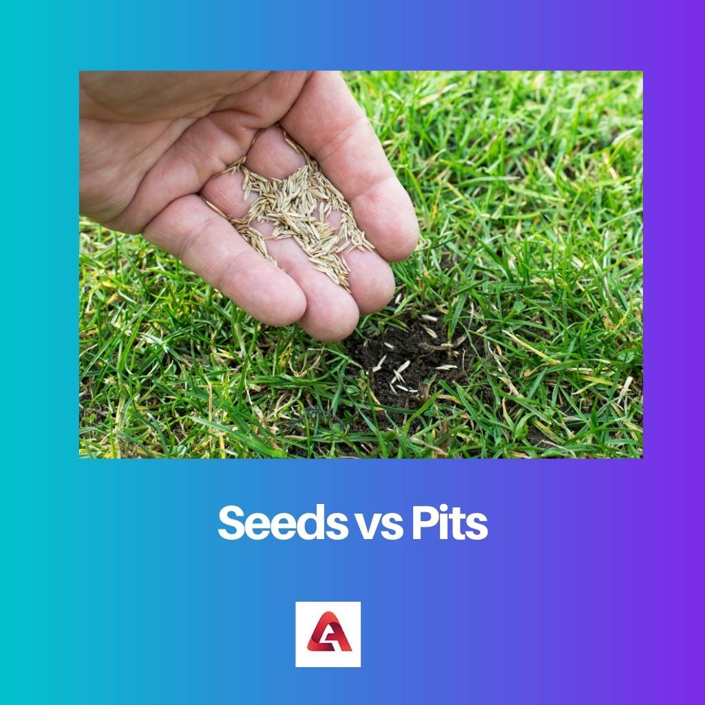 Seeds vs Pits